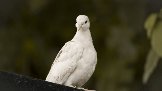 I am not the Holy Spirit, nor will I ever&nbsp;be