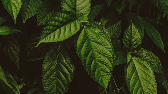 Abiding in the true vine